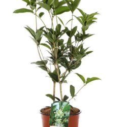 olea fragrans 2 1