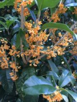 olea fragrans orange beauty 1