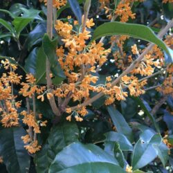olea fragrans orange beauty 1