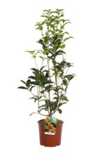olea fragrans orange beauty 2 1