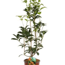 olea fragrans orange beauty 2 1