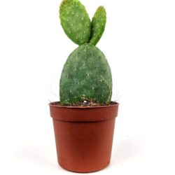 opuntia ellisiana