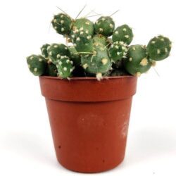 opuntia fragilis