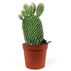opuntia microdasys 1