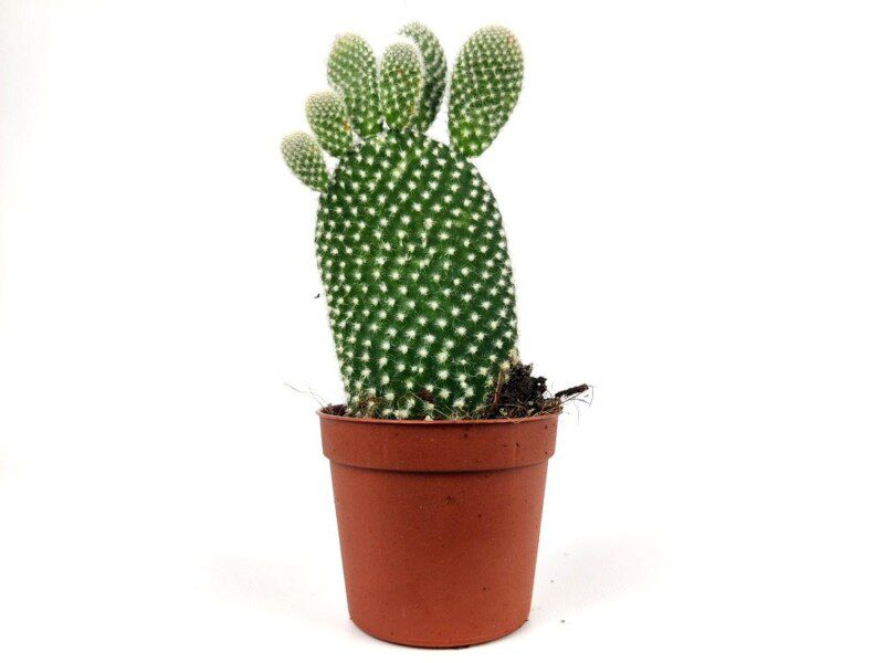 opuntia microdasys 1 opuntia microdasys 1