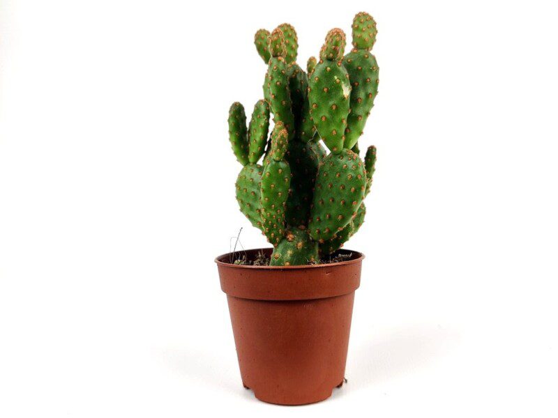 opuntia microdasys opuntia microdasys