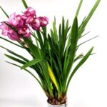 orchidea cymbidium 5 rami 1