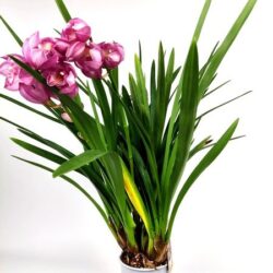 orchidea cymbidium 5 rami 1
