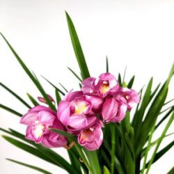 orchidea cymbidium 5 rami