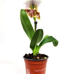 orchidea paphiopedilum