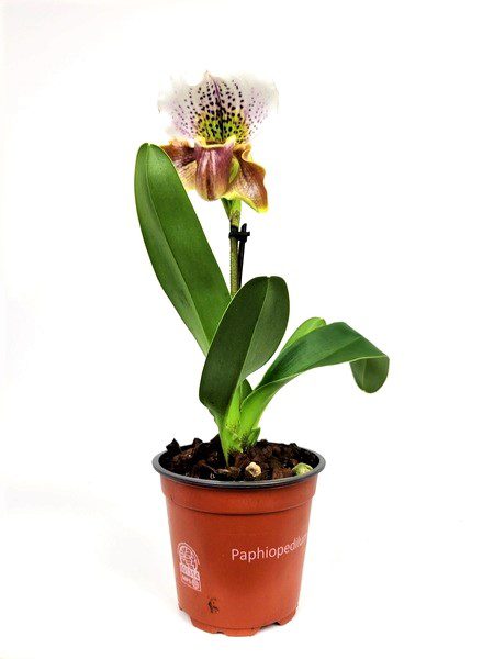 orchidea paphiopedilum orchidea paphiopedilum