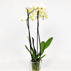 orchidea phalaenopsis bianca