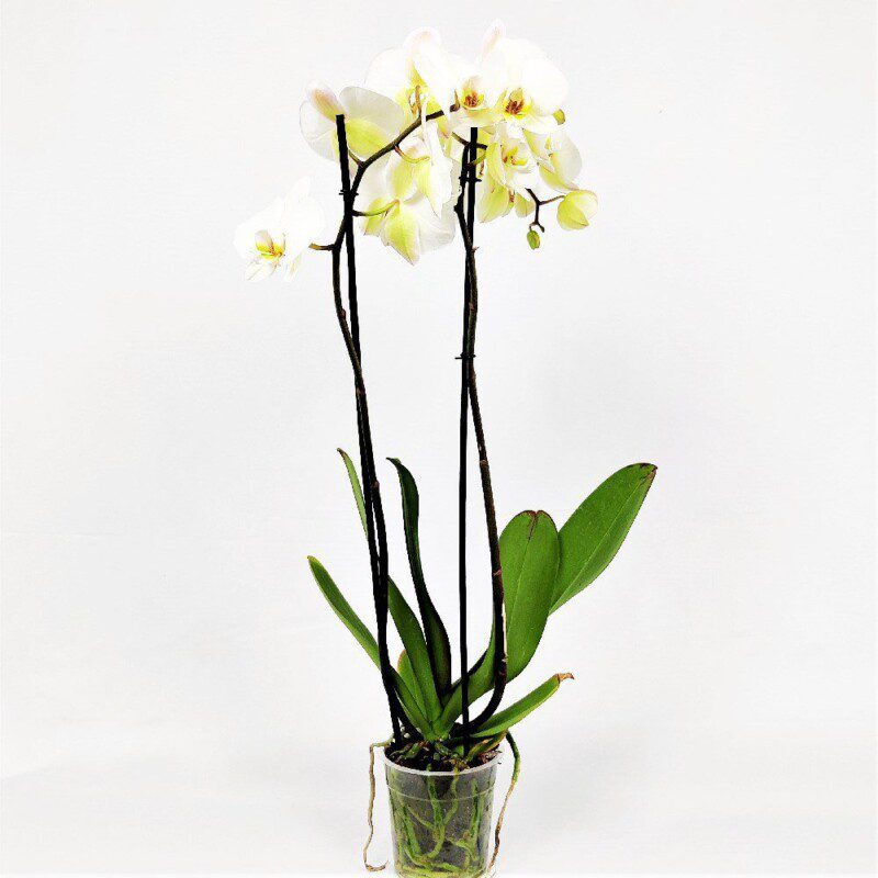 orchidea phalaenopsis bianca