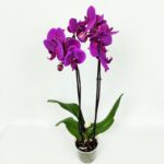 orchidea phalaenopsis purple velvet 2