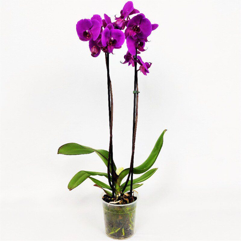 orchidea phalaenopsis purple velvet