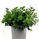 origano officinale origanum officinalis