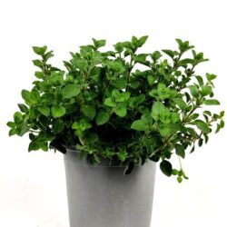 origano officinale origanum officinalis