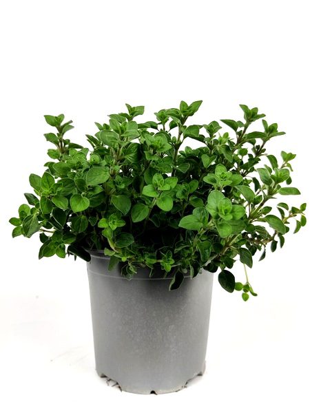 origano officinale origanum officinalis