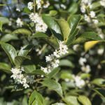osmanthus aquifolium osmanto 1