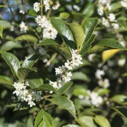 osmanthus aquifolium osmanto 1