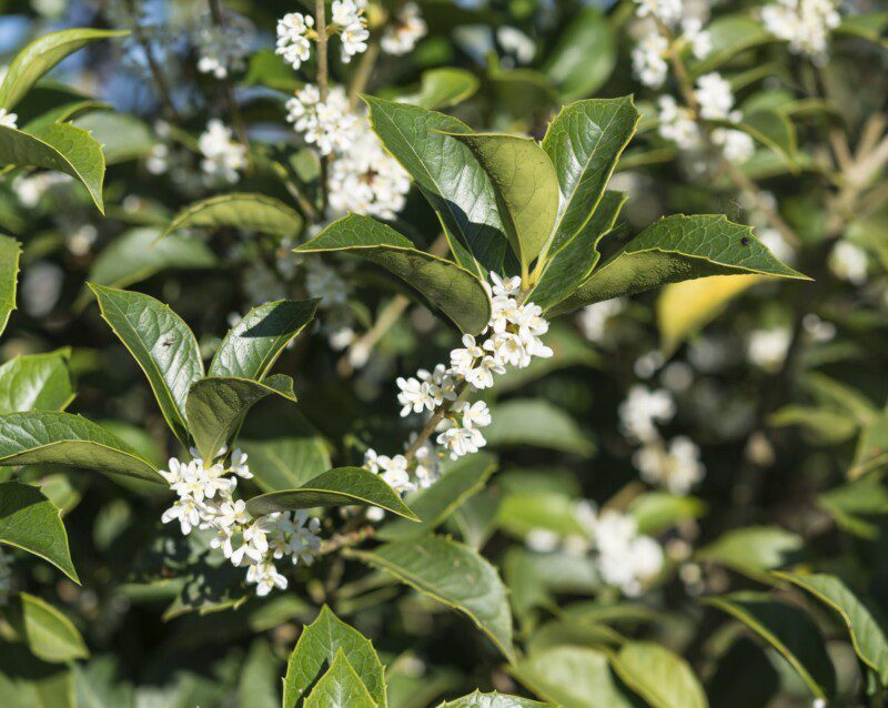osmanthus aquifolium osmanto 1 osmanthus aquifolium osmanto 1