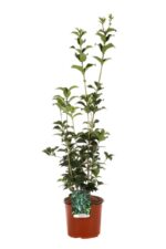 osmanthus aquifolium osmanto