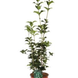 osmanthus aquifolium osmanto