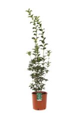 osmanthus aquifolium osmanto 3