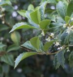 osmanthus armatus osmanto 1