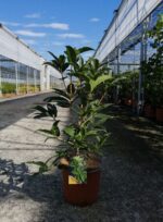 osmanthus armatus osmanto 2 1