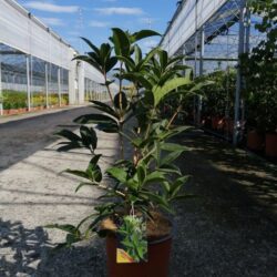 osmanthus armatus osmanto 2 1