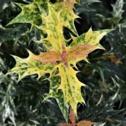osmanthus heterophillus goshiki osmanto tricolor 1