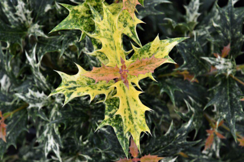 osmanthus heterophillus goshiki osmanto tricolor 1 osmanthus heterophillus goshiki osmanto tricolor 1