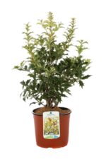 osmanthus heterophillus goshiki osmanto tricolor