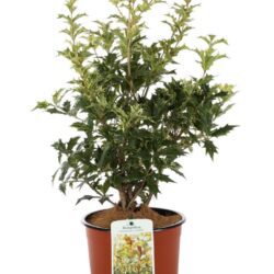 osmanthus heterophillus goshiki osmanto tricolor
