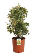 osmanthus heterophillus goshiki osmanto tricolor 3