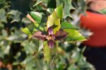 osmanthus heterophillus purpureus osmanto 1