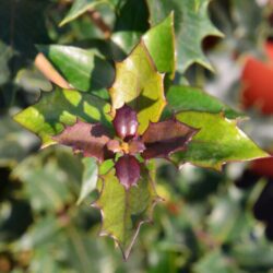 osmanthus heterophillus purpureus osmanto 1