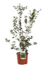 osmanthus heterophillus purpureus osmanto 2 1