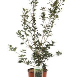 osmanthus heterophillus purpureus osmanto 2 1
