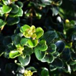 osmanthus heterophillus rotundifolius osmanto 1