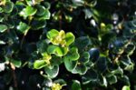 osmanthus heterophillus rotundifolius osmanto 1