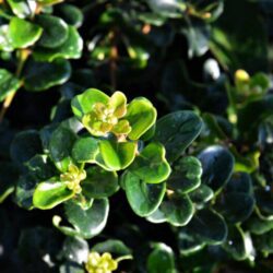 osmanthus heterophillus rotundifolius osmanto 1
