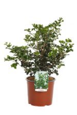 osmanthus heterophillus rotundifolius osmanto