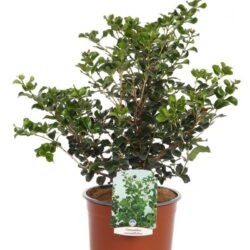 osmanthus heterophillus rotundifolius osmanto