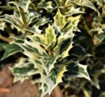 osmanthus heterophillus variegato osmanto variegato 1