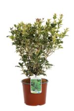 osmanthus heterophillus variegato osmanto variegato 2 1