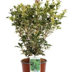 osmanthus heterophillus variegato osmanto variegato 2 1