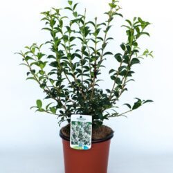 osmarea burkwoodii osmanto 2 1