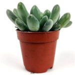 pachyphytum oviferum
